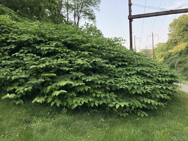 Japanese Knotweed photo 6