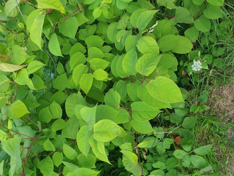Japanese Knotweed photo 7