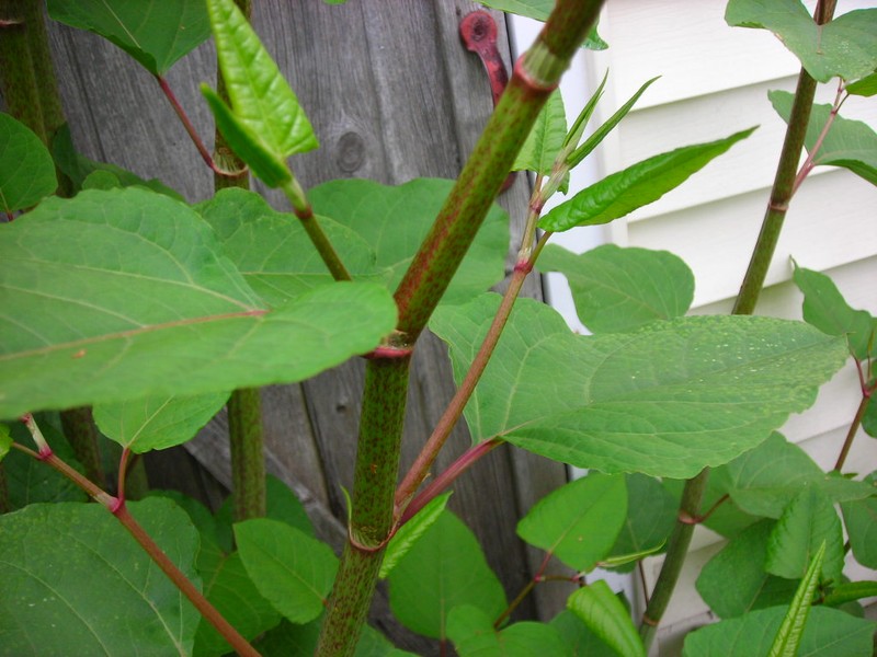 Japanese Knotweed photo 8