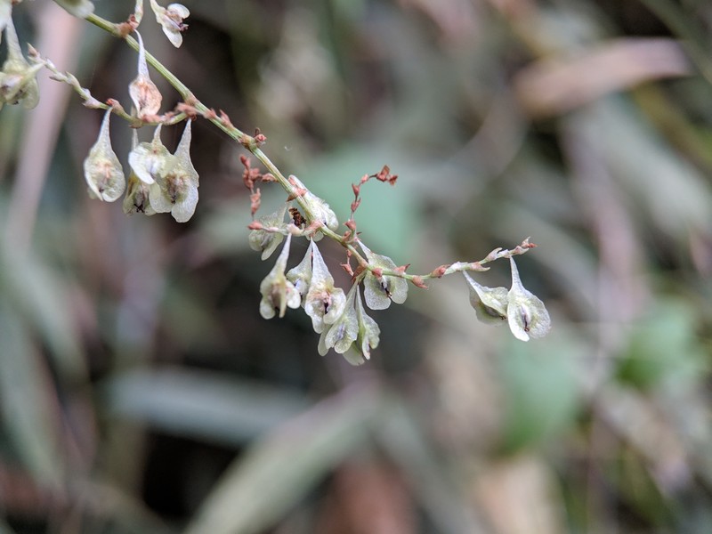 Tuber Fleeceflower photo 7