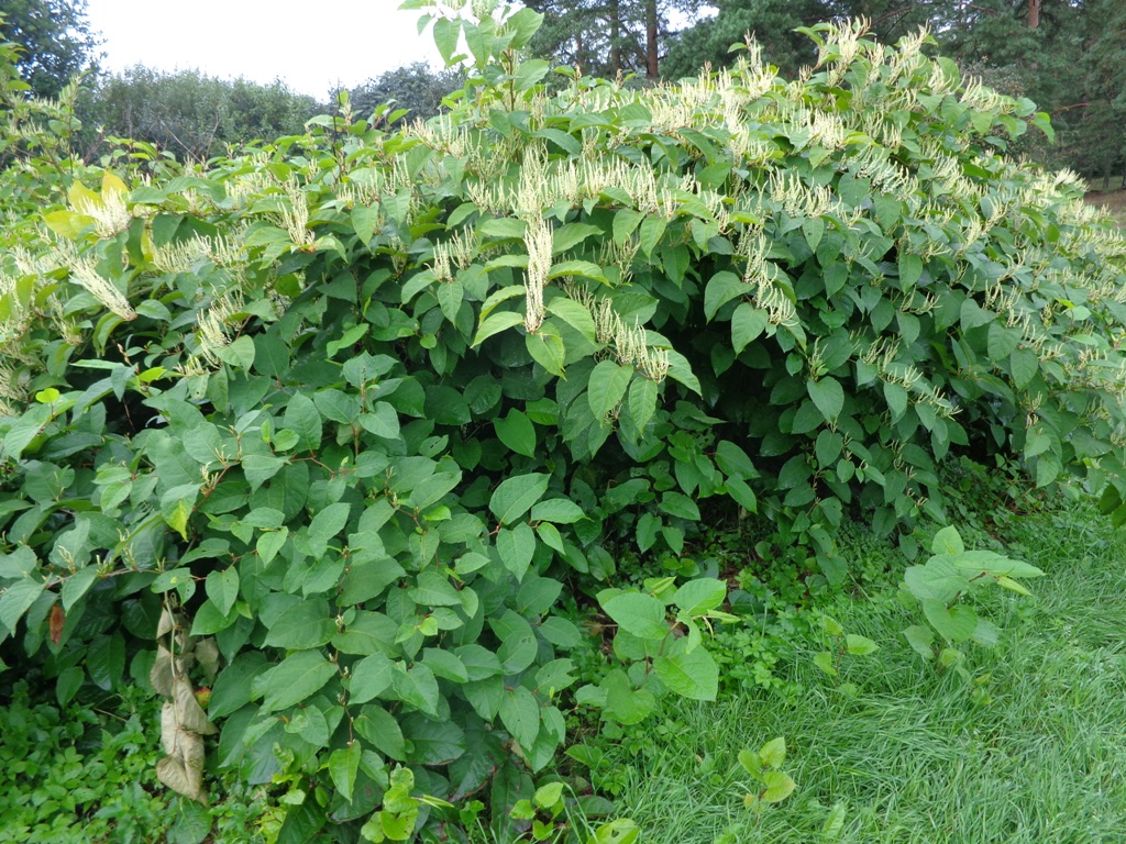 Bohemian Knotweed