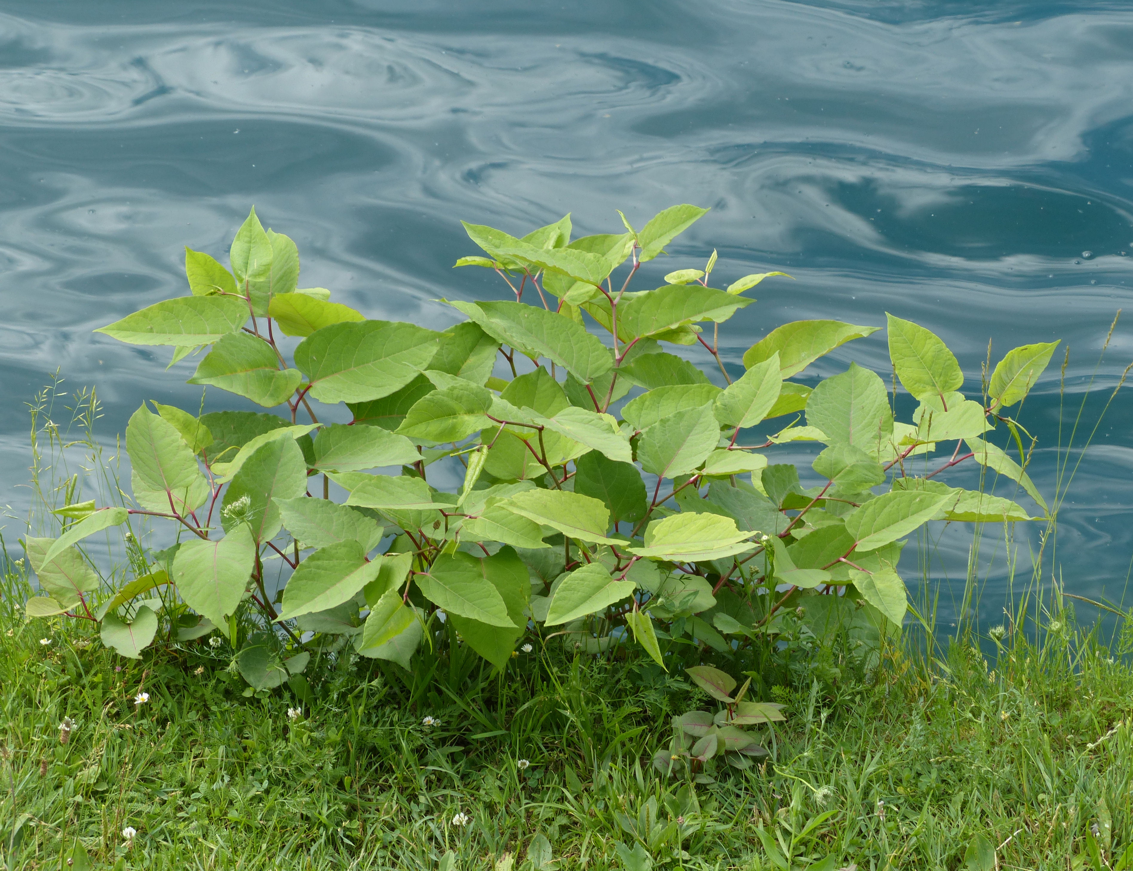 Bohemian Knotweed photo 6