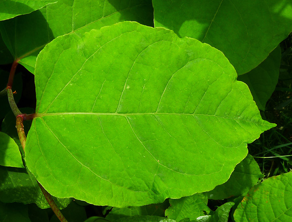 Bohemian Knotweed photo 7