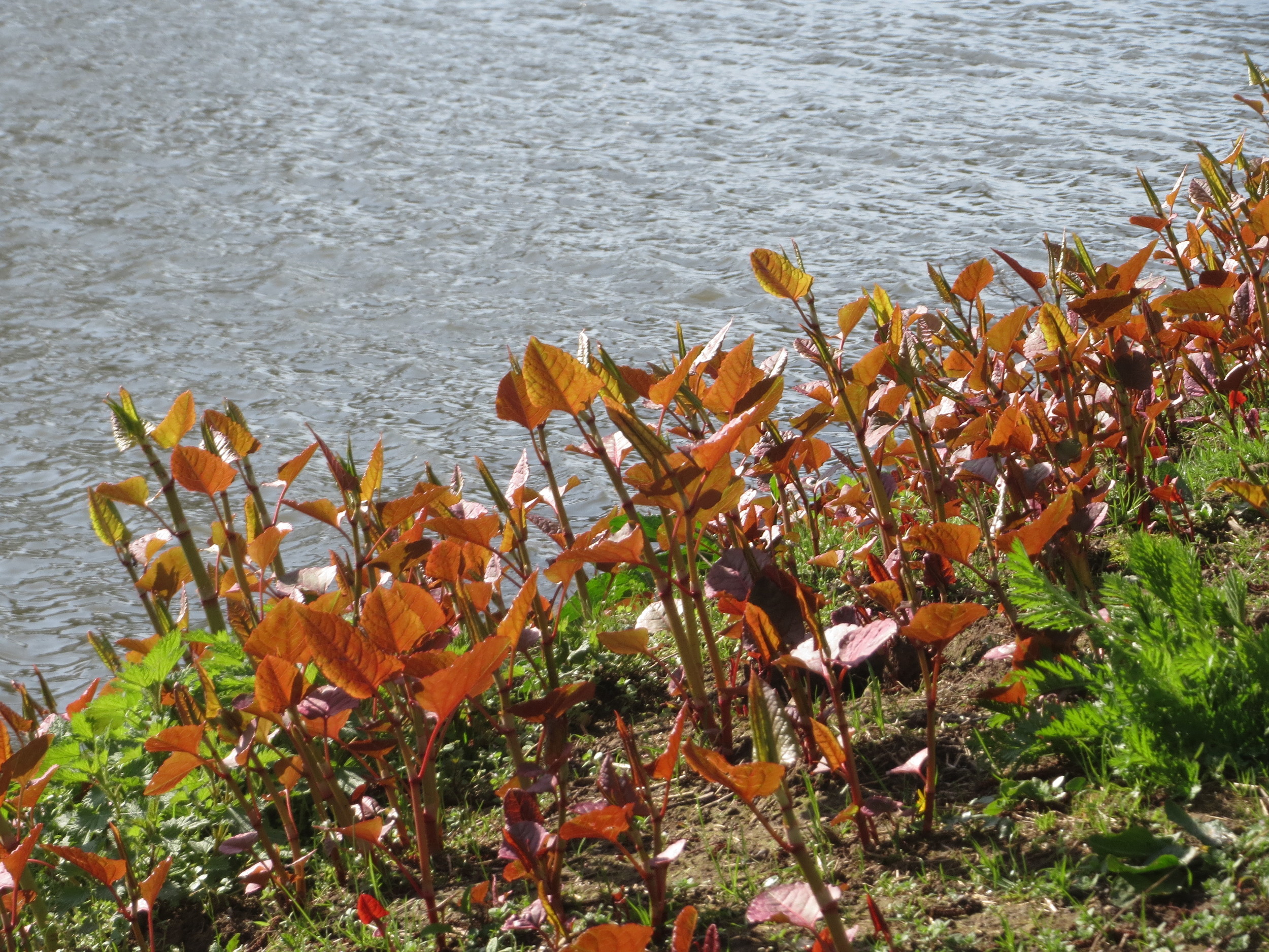 Bohemian Knotweed photo 8