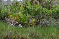 Mangrovevine