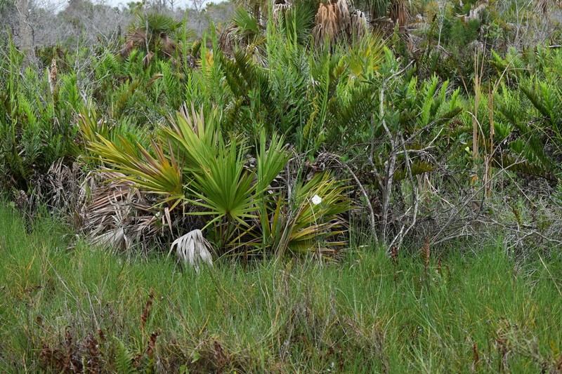 Mangrovevine