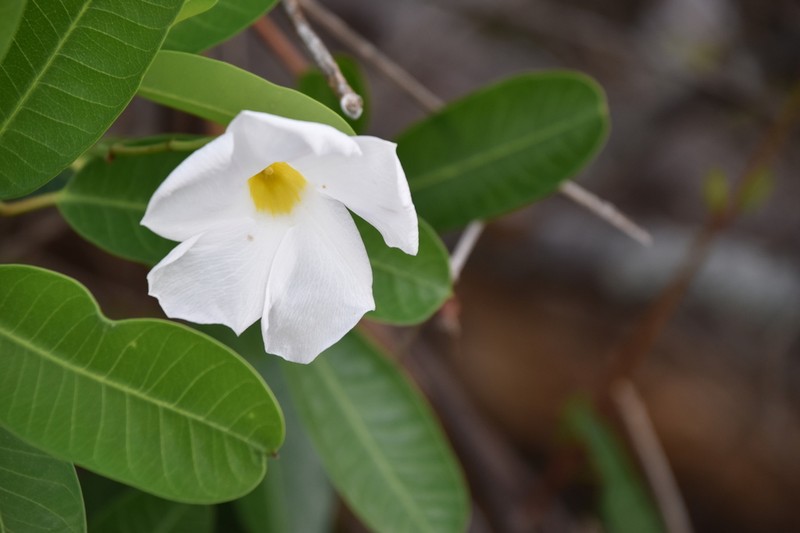 Mangrovevine photo 2