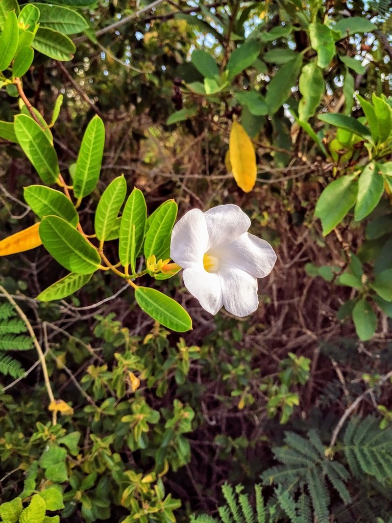 Mangrovevine photo 3