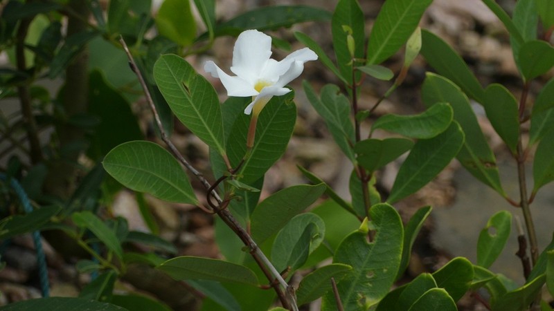 Mangrovevine photo 4