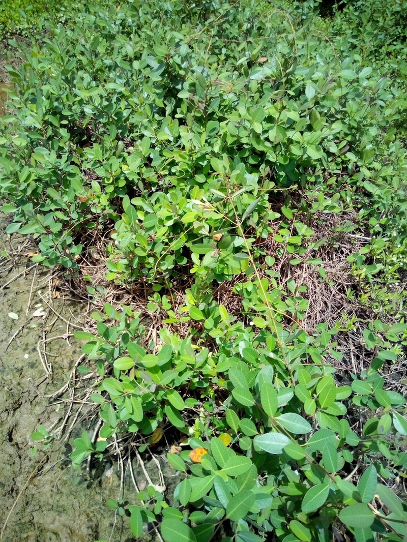 Mangrovevine photo 5