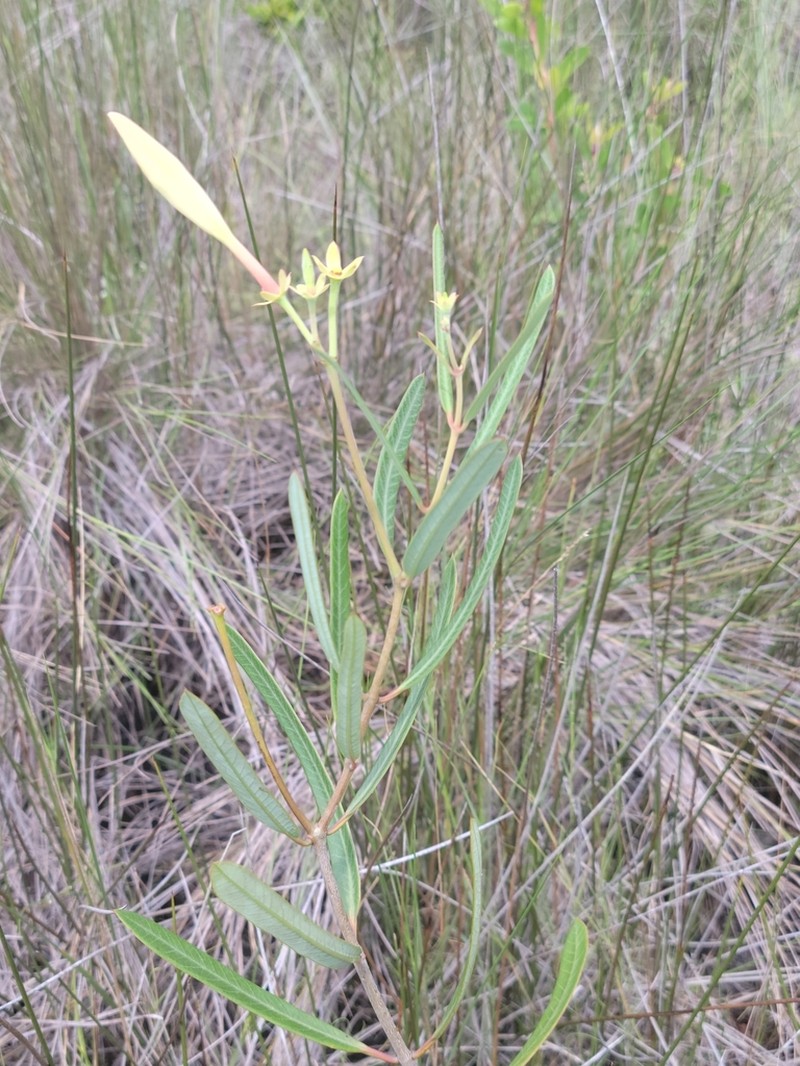 Mangrovevine photo 7