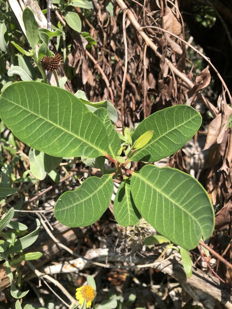 Mangrovevine photo 8