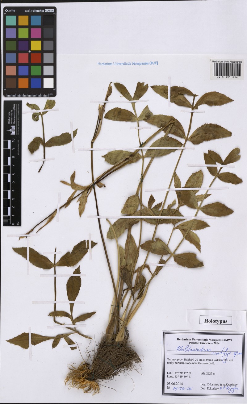 Rhabdosciadium anatolyi