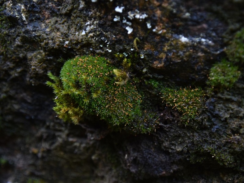 Crenulate Rhabdoweisia Moss photo 2