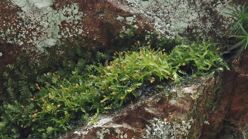 Crenulate Rhabdoweisia Moss photo 3