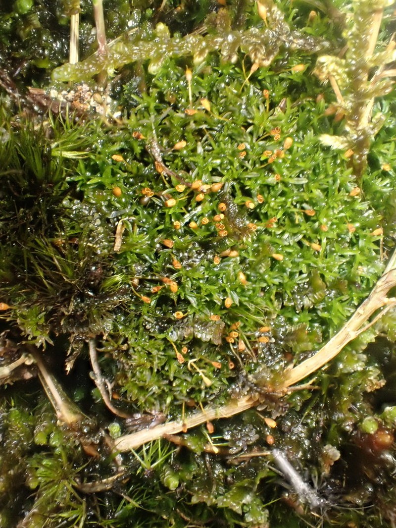 Crenulate Rhabdoweisia Moss photo 4