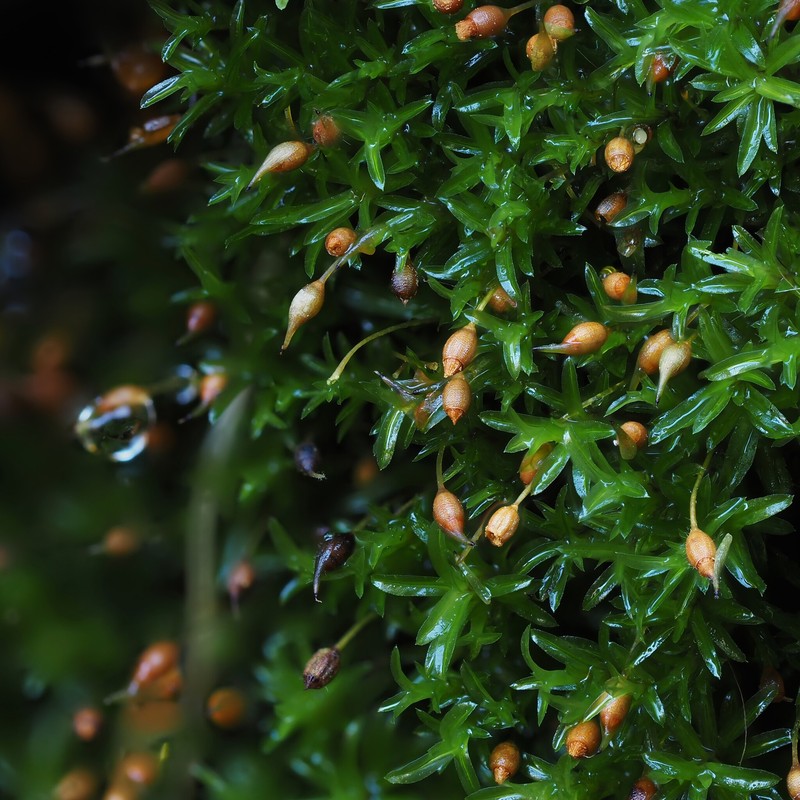 Crenulate Rhabdoweisia Moss photo 5