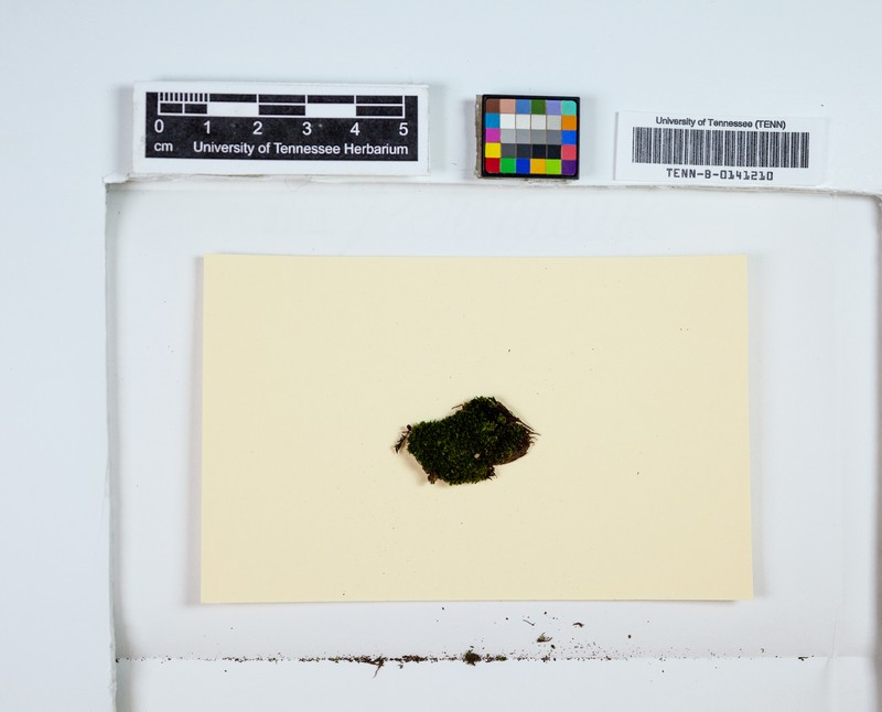 Crenulate Rhabdoweisia Moss photo 7