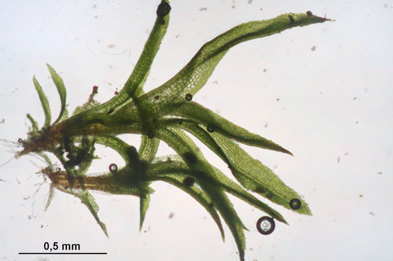 Rhabdoweisia Moss photo 2