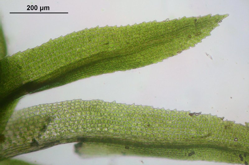 Rhabdoweisia Moss photo 3