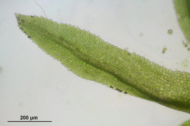 Rhabdoweisia Moss