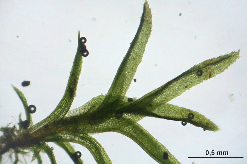 Rhabdoweisia Moss photo 4
