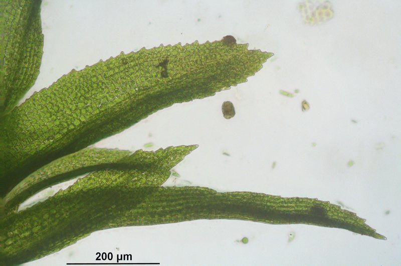 Rhabdoweisia Moss photo 5