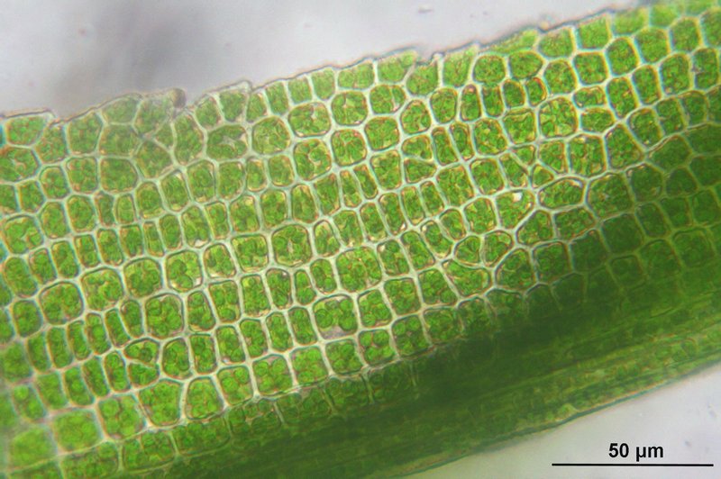 Rhabdoweisia Moss photo 6