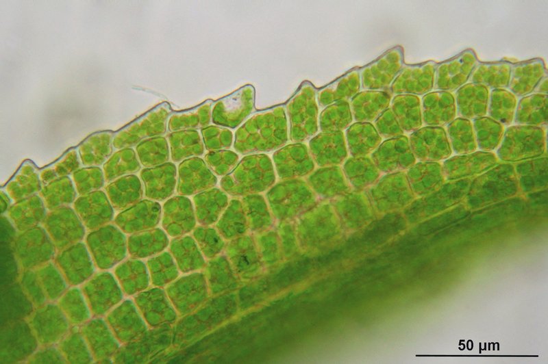 Rhabdoweisia Moss photo 7