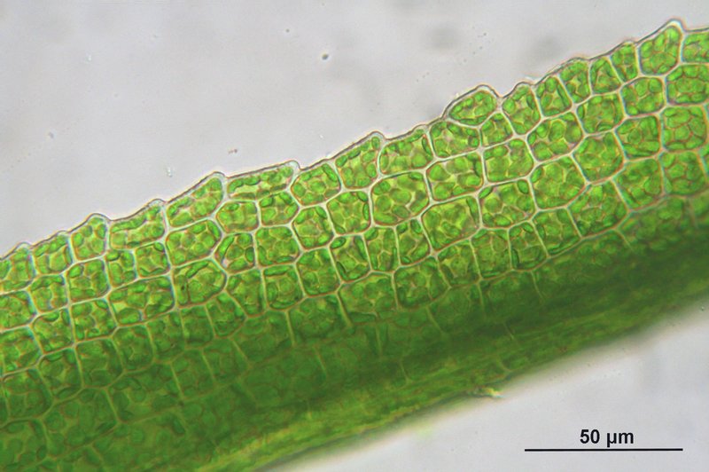Rhabdoweisia Moss photo 8