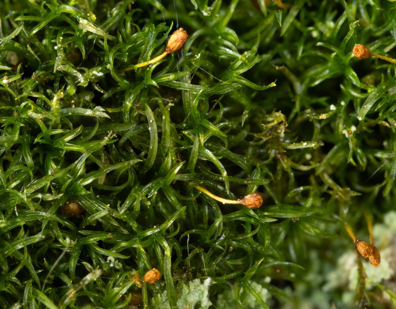 Rhabdoweisia Moss