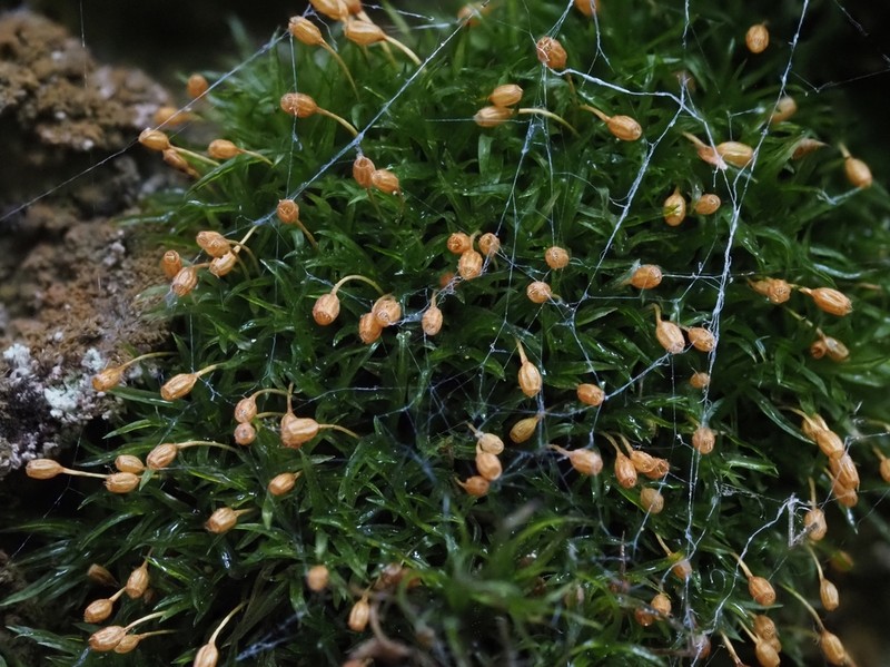 Rhabdoweisia Moss photo 2