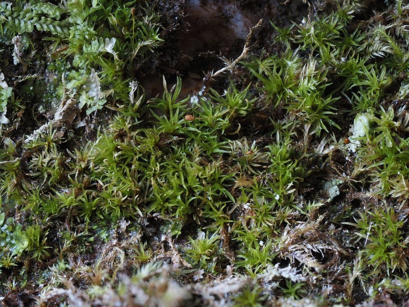 Rhabdoweisia Moss photo 3