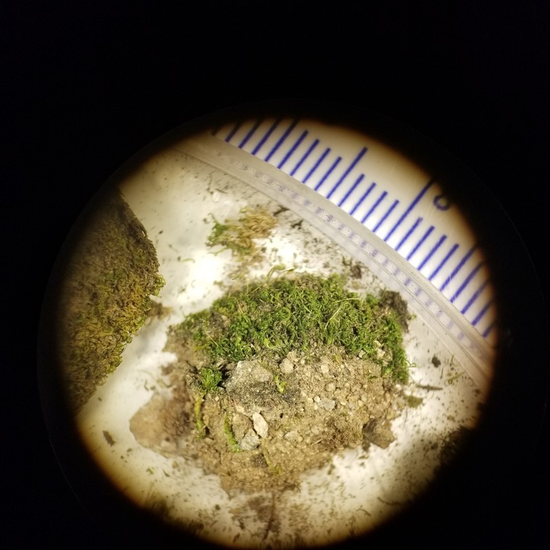 Rhabdoweisia Moss photo 4