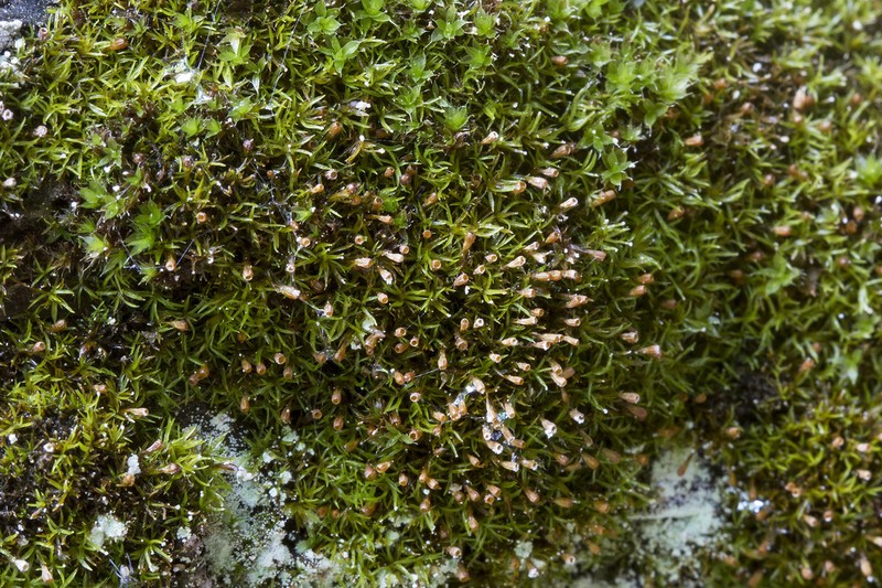 Rhabdoweisia Moss photo 5