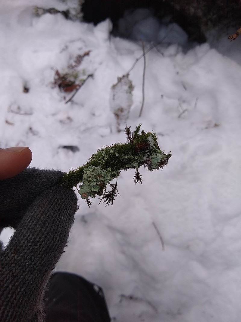 Rhabdoweisia Moss photo 6
