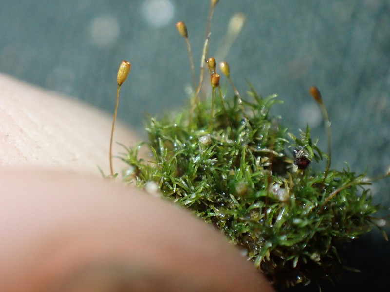 Rhabdoweisia Moss photo 7