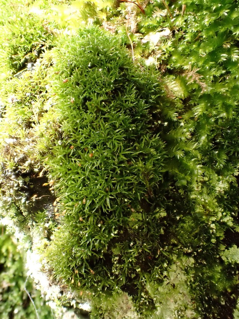 Rhabdoweisia Moss photo 8