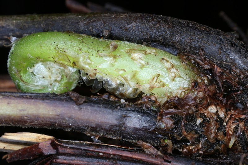 Rhachidosorus blotianus