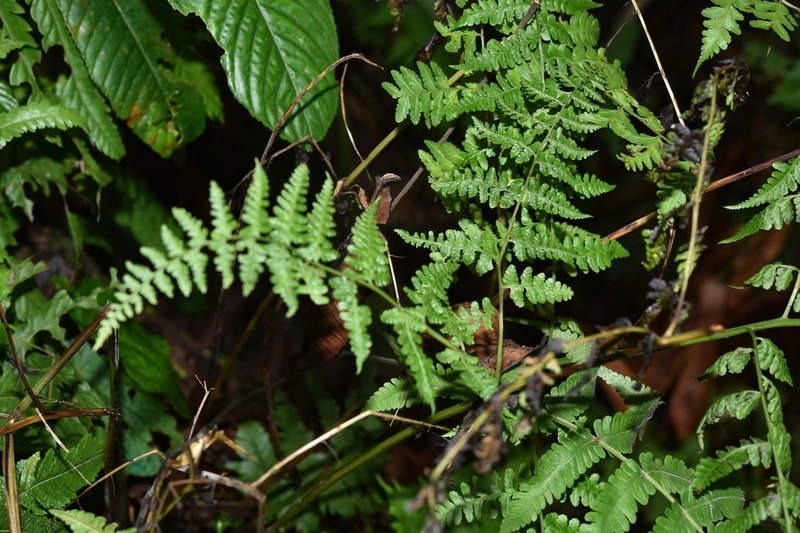 Rhachidosorus blotianus photo 2