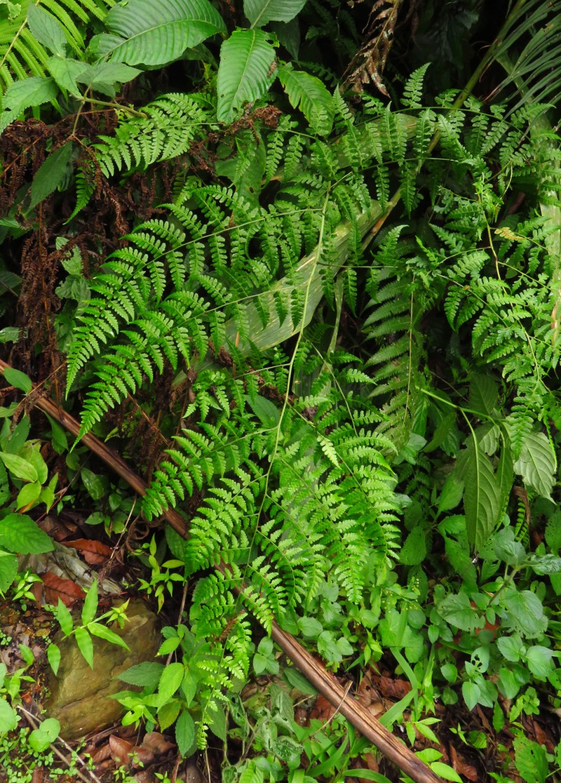 Rhachidosorus blotianus photo 4