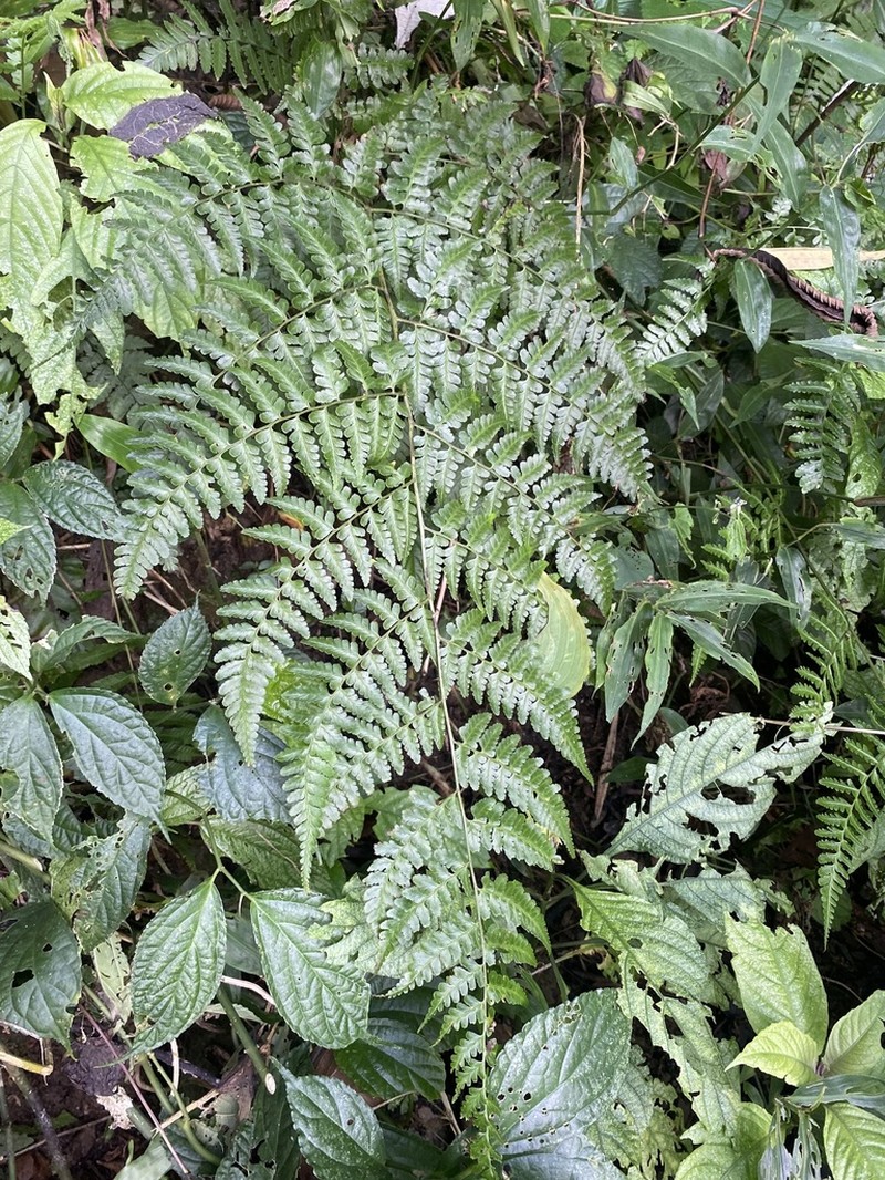 Rhachidosorus blotianus photo 5
