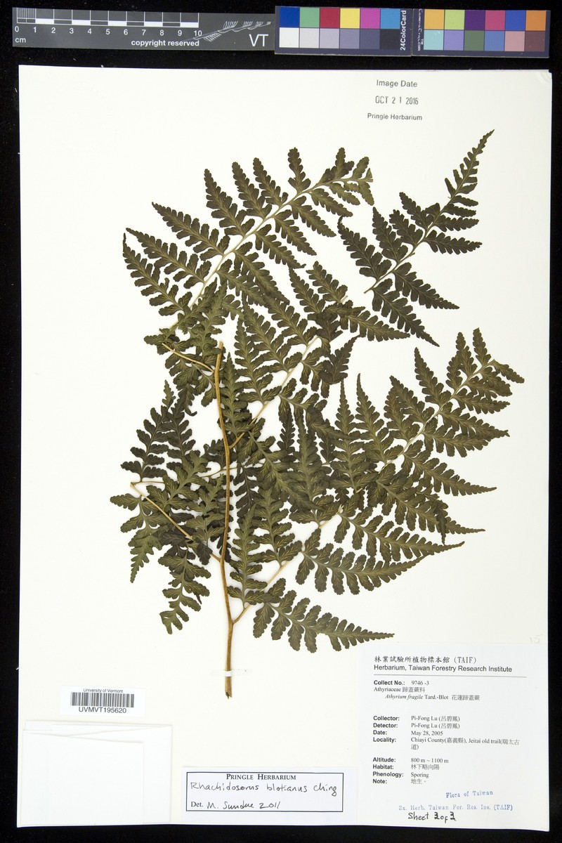 Rhachidosorus blotianus photo 6