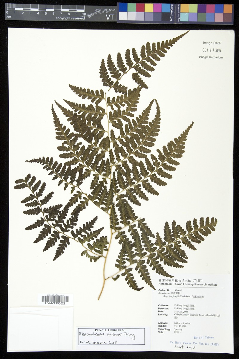 Rhachidosorus blotianus photo 7