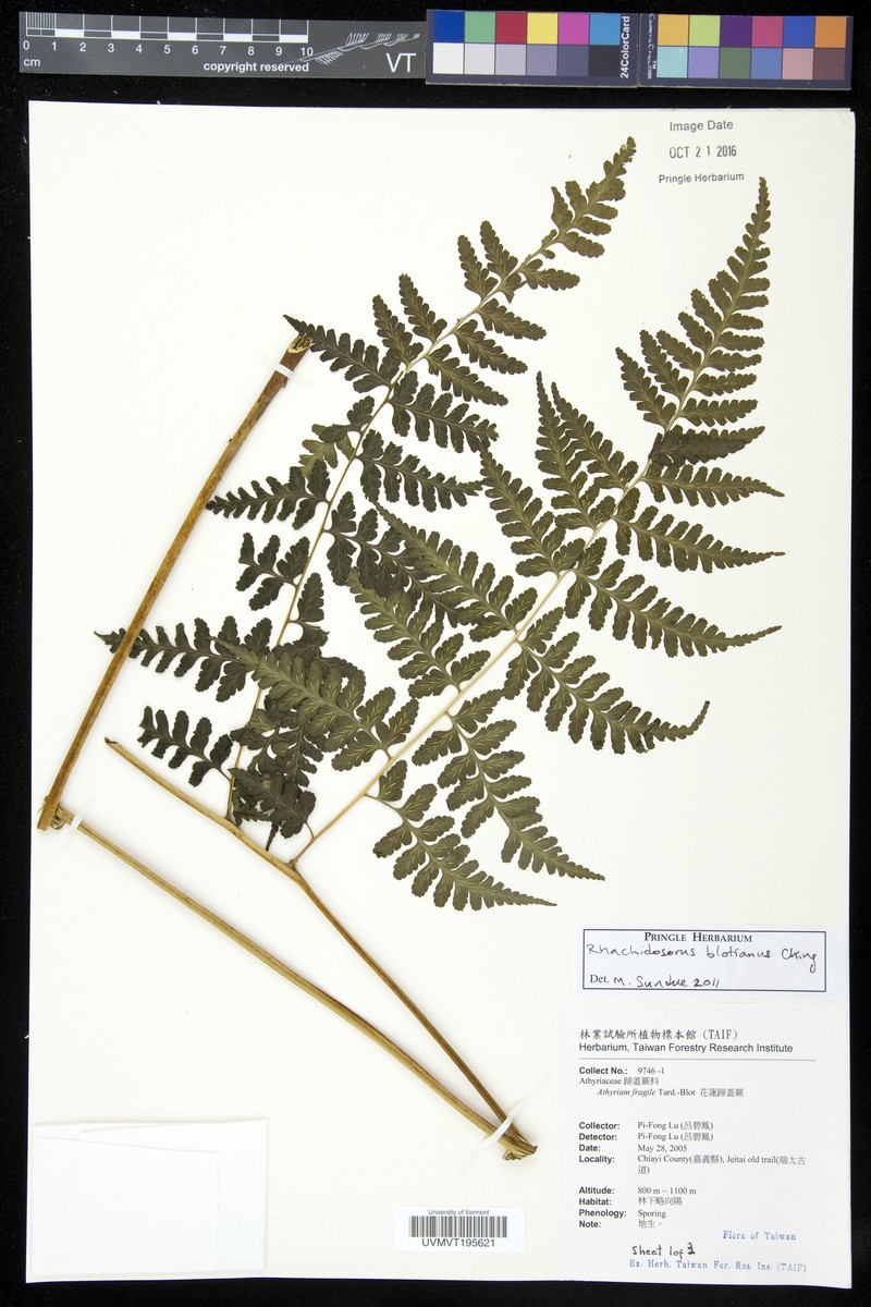 Rhachidosorus blotianus photo 8