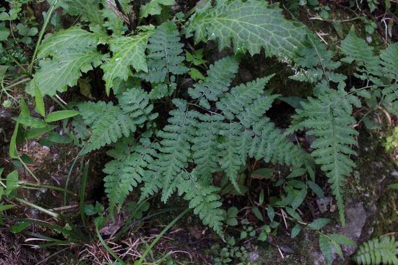 Rhachidosorus mesosorus photo 2