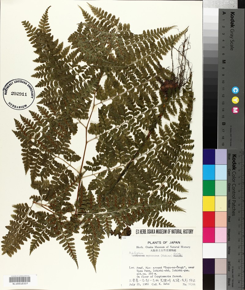 Rhachidosorus mesosorus photo 6