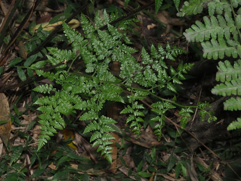 Rhachidosorus pulcher photo 4