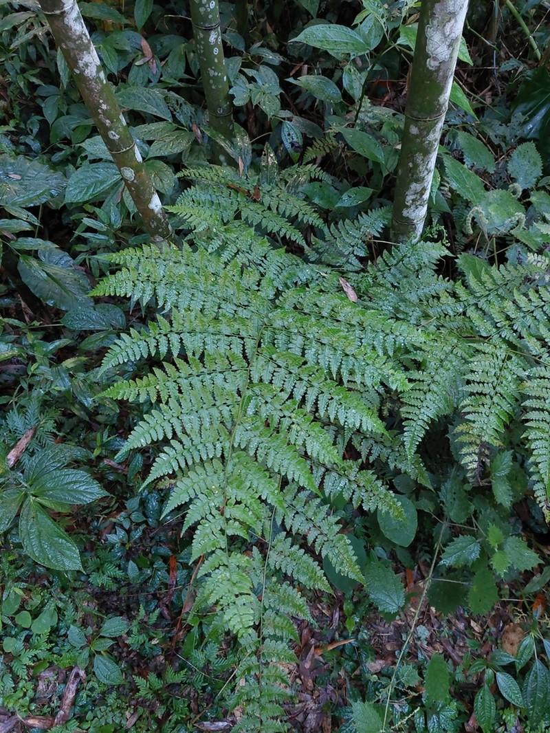 Rhachidosorus pulcher photo 5