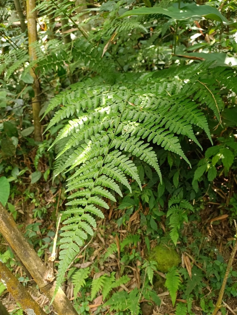 Rhachidosorus pulcher photo 7